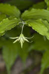 Yellow fairybells <BR>Yellow mandarin